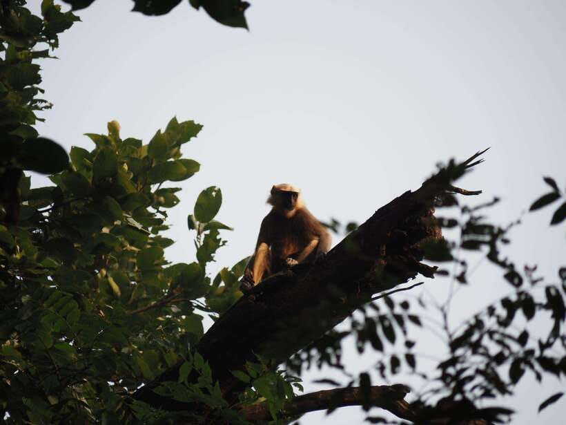 Chitwan: 2 Full day jungle walk with Canoeing all inclusive - Lami Lake and the gharial breeding center