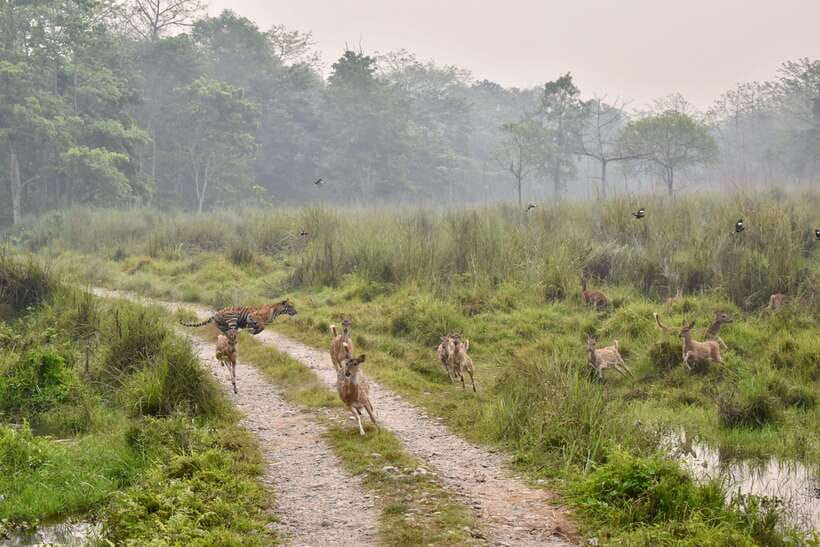 Chitwan: 2 Full day jungle walk with Canoeing all inclusive - Day two through the buffer zone