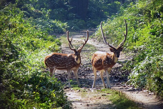 Chitwan 2 Nights All Inclusive Jungle Safari Tour - Chitwan National Park and the jeep safari