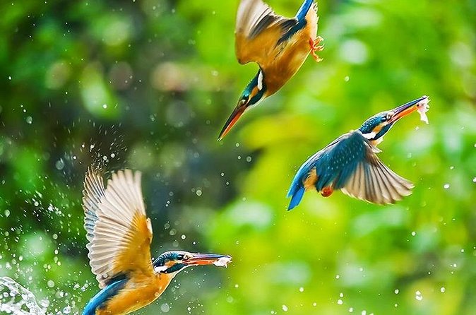 Chitwan 2 Nights All Inclusive Jungle Safari Tour - Sauraha, village life, and the cultural program