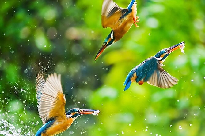 Chitwan 2 Nights All Inclusive Jungle Safari Tour - Transport, timing, and private group benefits