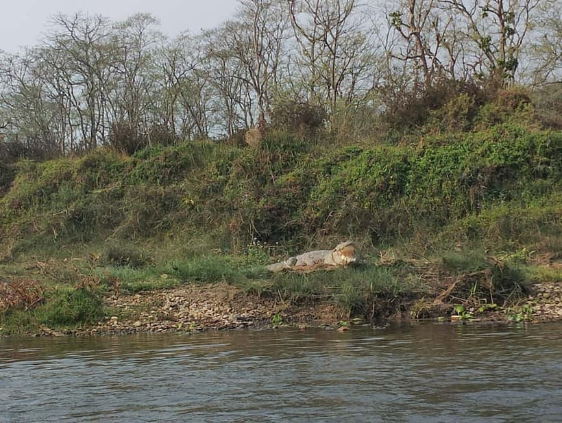 Chitwan Combo Tour: Jeep Safari, Canoeing & Jungle Walk - Key points to know before booking