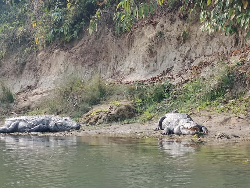 Chitwan Combo Tour: Jeep Safari, Canoeing & Jungle Walk - Why this Chitwan half-day works