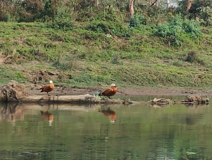 Chitwan Combo Tour: Jeep Safari, Canoeing & Jungle Walk - What $95 includes, and where the value lies