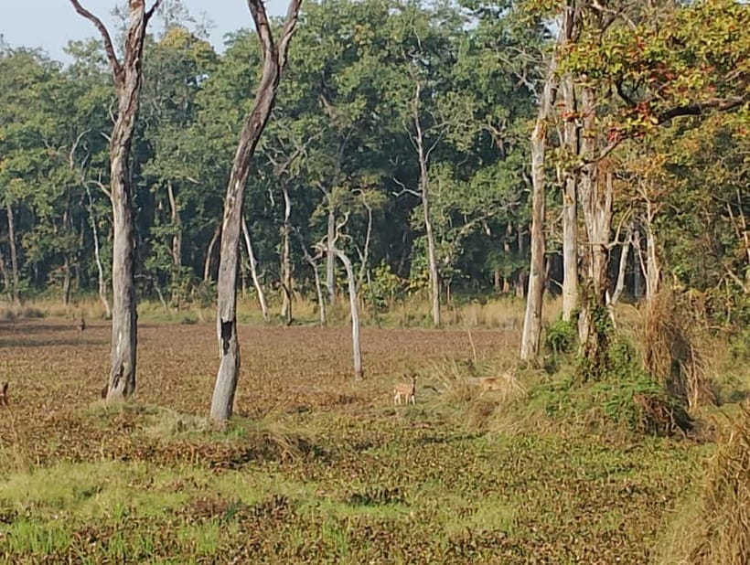 Chitwan Combo Tour: Jeep Safari, Canoeing & Jungle Walk - Who will enjoy this Chitwan combo most
