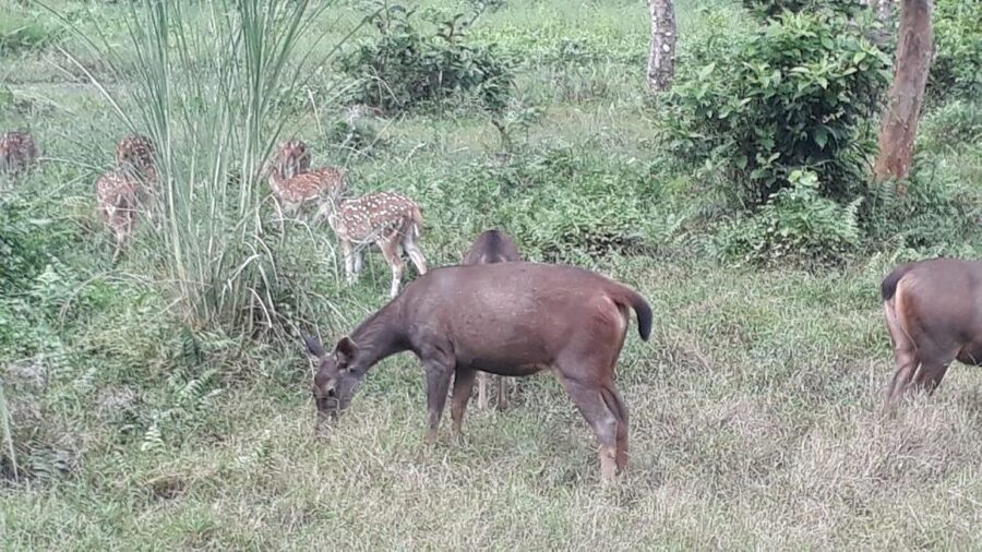 Chitwan Day Tour ( Canoeing+Jungle Walk+ Jeep Safari ) - Five things to know before you go