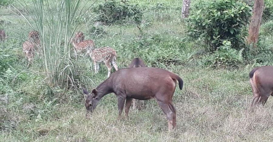 Chitwan Day Tour ( Canoeing+Jungle Walk+ Jeep Safari ) - Starting from Sauraha and entering Chitwan