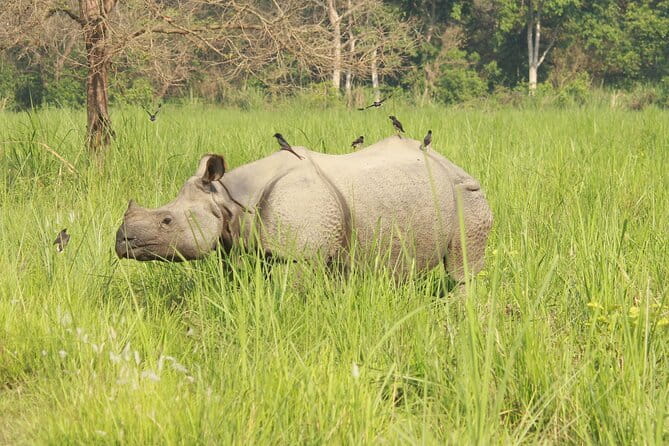 Chitwan Elegance: A 3-Day Luxury Wildlife Experience - Day 1: arrival, check-in, and your first orientation