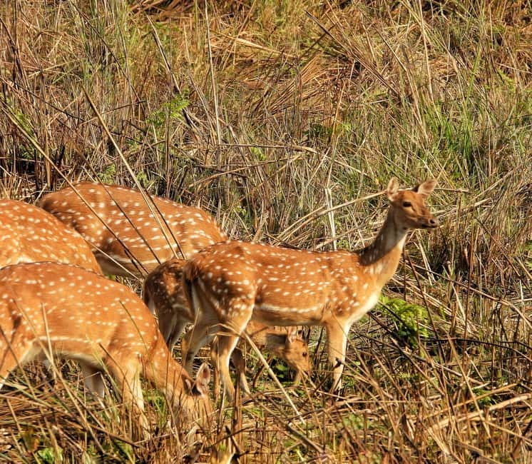 Chitwan: Full-Day Safari Canoeing and Jungle Walk and Jeep - Why This Chitwan Day Works So Well