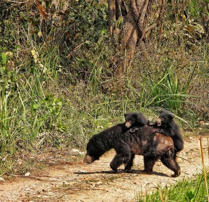 Chitwan: Full-Day Safari Canoeing and Jungle Walk and Jeep - One Hour on the Rapti River