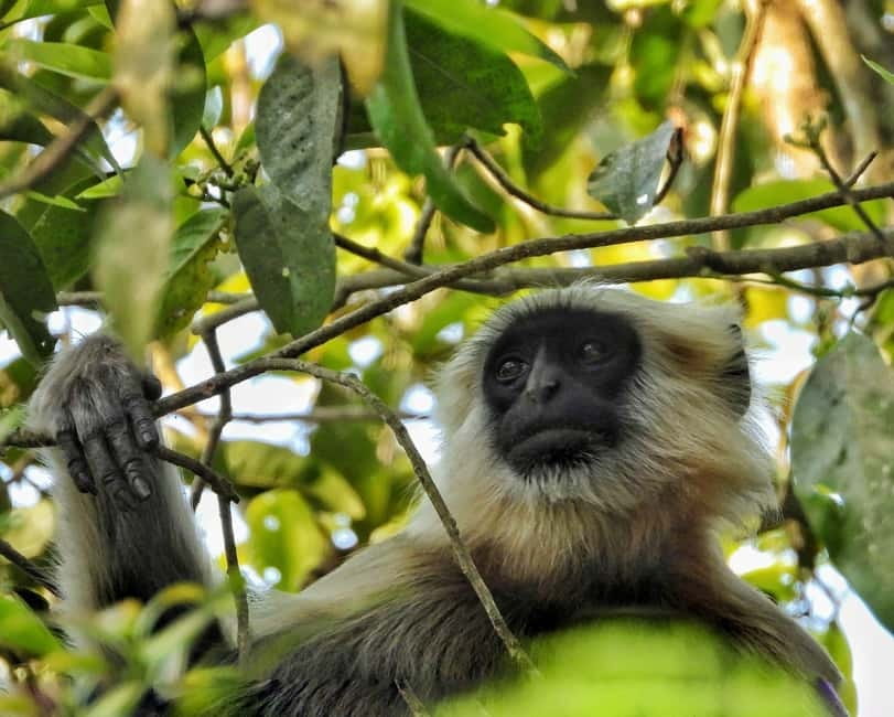 Chitwan: Full-Day Safari Canoeing and Jungle Walk and Jeep - Lunch Before the Long Jeep Safari
