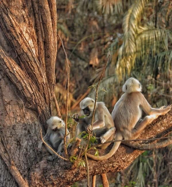 Chitwan: Full-Day Safari Canoeing and Jungle Walk and Jeep - Four Hours by Jeep in Chitwan National Park