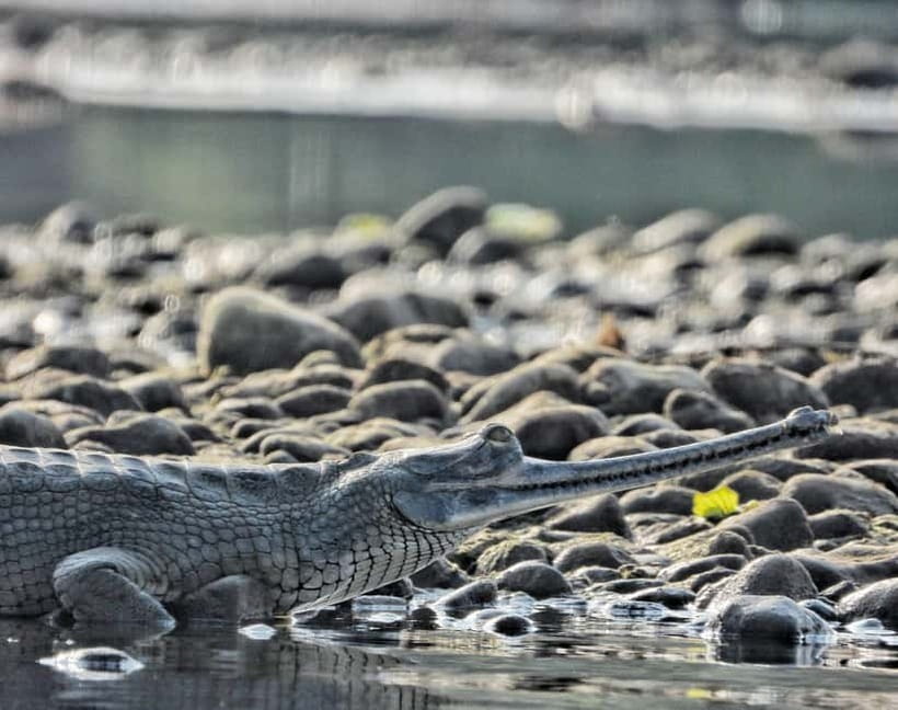 Chitwan: Full-Day Safari Canoeing and Jungle Walk and Jeep - The Crocodile Breeding Center and Its Small Fee
