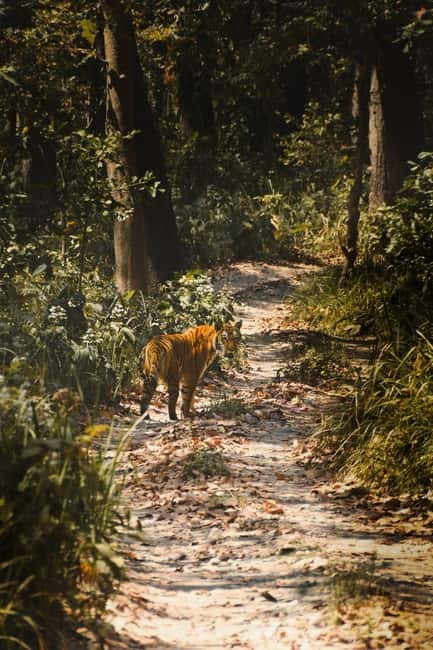 Chitwan: Full-Day Safari Canoeing and Jungle Walk and Jeep - Guides Make the Difference