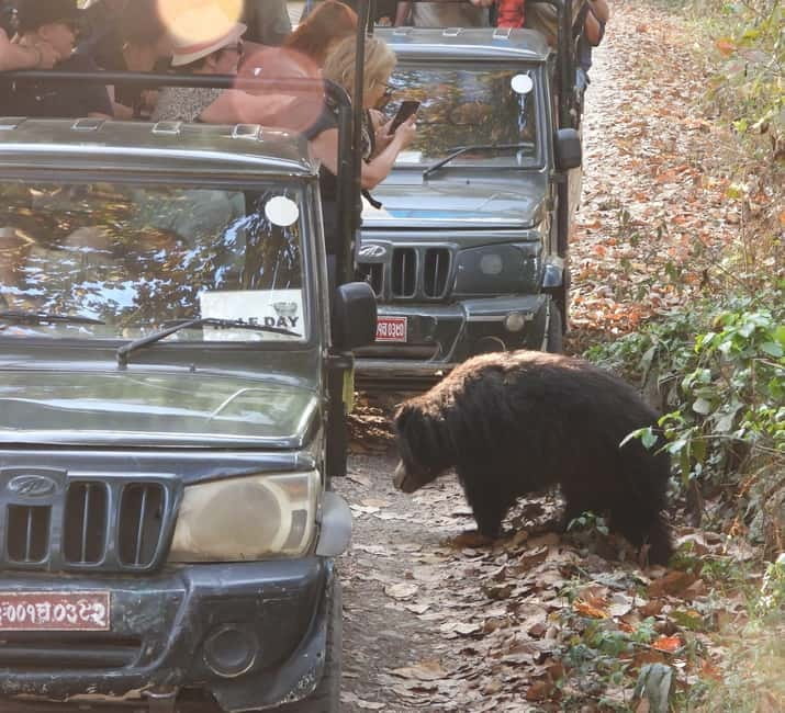 Chitwan: Full-Day Safari Canoeing and Jungle Walk and Jeep - Timing, Weather, and Seasonal Changes