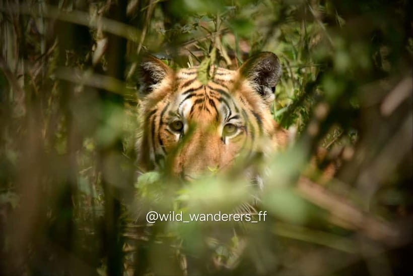 Chitwan: Full-Day Safari Canoeing and Jungle Walk and Jeep - Starting from Hotel National Park Sauraha