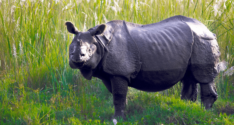 Chitwan Jungle Safari 3 Days- From Kathmandu or Pokhara - Why Chitwan works well after Kathmandu or Pokhara