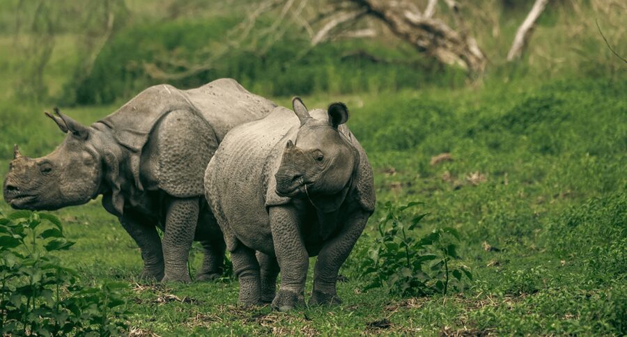 Chitwan Jungle Safari 3 Days- From Kathmandu or Pokhara - The return to Kathmandu, Pokhara, or Lumbini