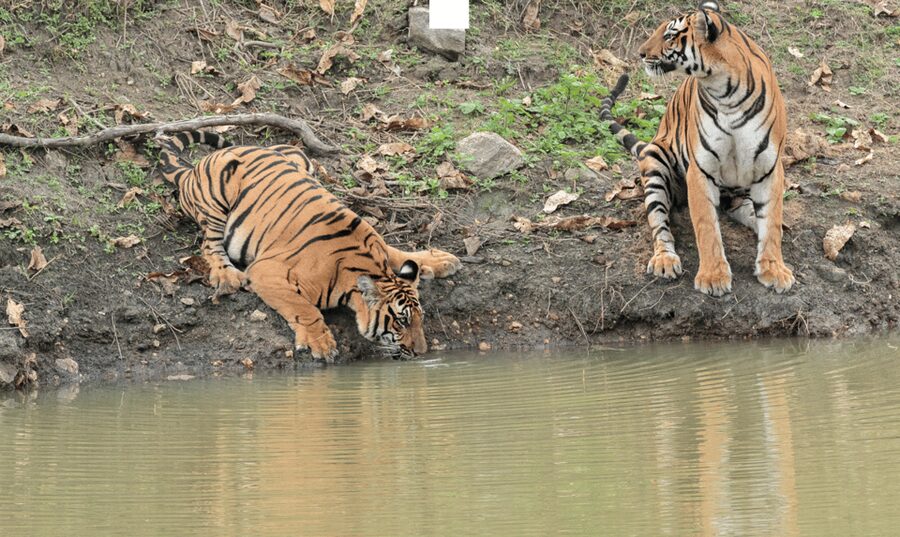 Chitwan Jungle Safari 3 Days- From Kathmandu or Pokhara - Guide quality and how the private format helps