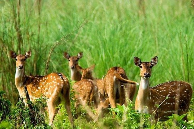 Chitwan Jungle Safari All-Inclusive Package from Kathmandu - Canoeing and the slower side of Chitwan