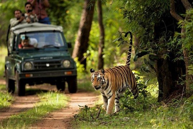 Chitwan Jungle Safari All-Inclusive Package from Kathmandu - Nature walking and bird watching before departure