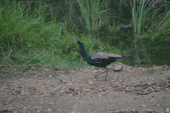Chitwan Jungle Safari - exotic 2N3D Wildlife Safari Tour - Day Three: Quiet Bird Watching Before the Return
