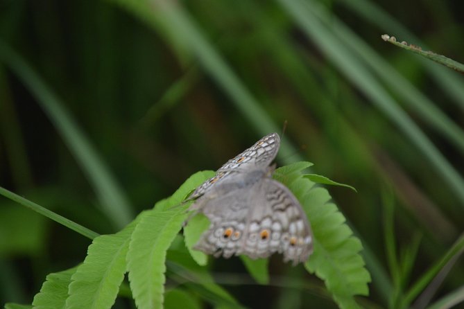 Chitwan Jungle Safari - exotic 2N3D Wildlife Safari Tour - What Is Included in the $333.34 Price