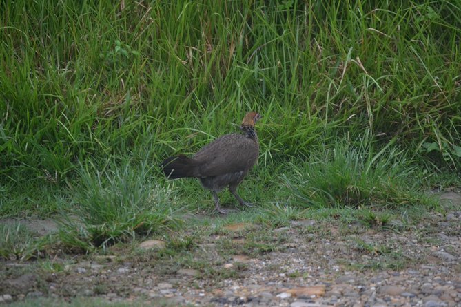 Chitwan Jungle Safari - exotic 2N3D Wildlife Safari Tour - The Tharu Connection Adds More Than a Photo Stop
