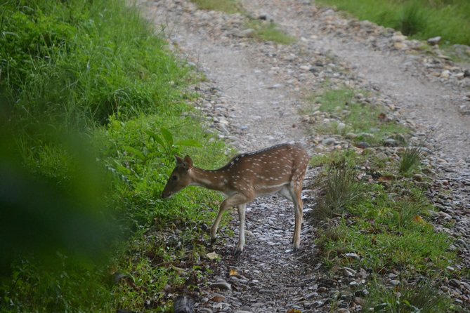 Chitwan Jungle Safari - exotic 2N3D Wildlife Safari Tour - Who Will Get the Most From This Safari