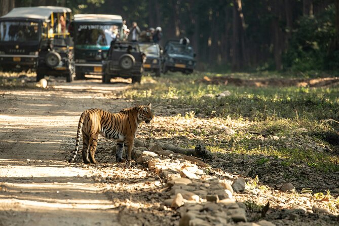 Chitwan jungle safari with canoe river ride - What the $180 price includes in practical terms