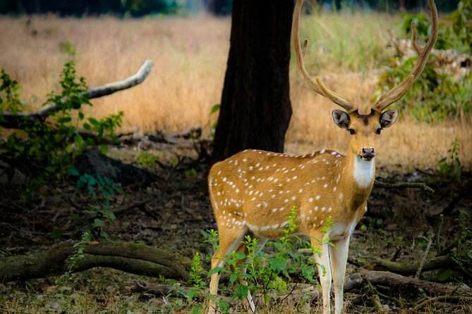 Chitwan jungle safari with canoe river ride - The value of a private tour
