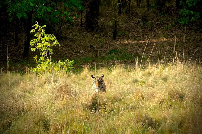 Chitwan jungle safari with canoe river ride - Day two: jungle safari and a quiet Rapti River canoe ride