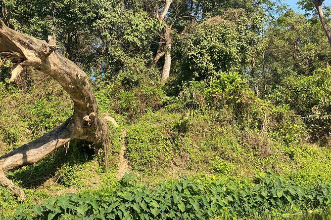 Chitwan Jungle Safari with Overnight Stay - Sunset views and a Tharu culture show