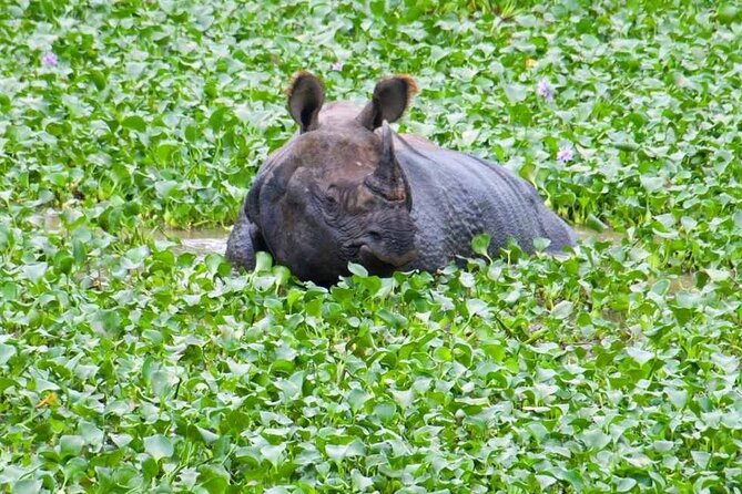 Chitwan National Park Jungle Safari Tours 3 days - Day 2: Safari, elephants, jungle walking, and Rapti River wildlife