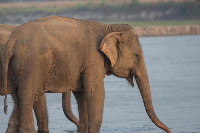 Chitwan National Park Jungle Safari Tours 3 days - What wildlife viewing can realistically offer
