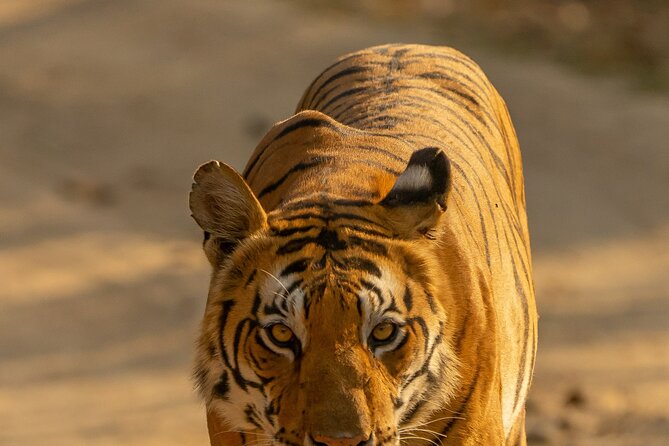 Chitwan National Park Tour - What you may see in Chitwan