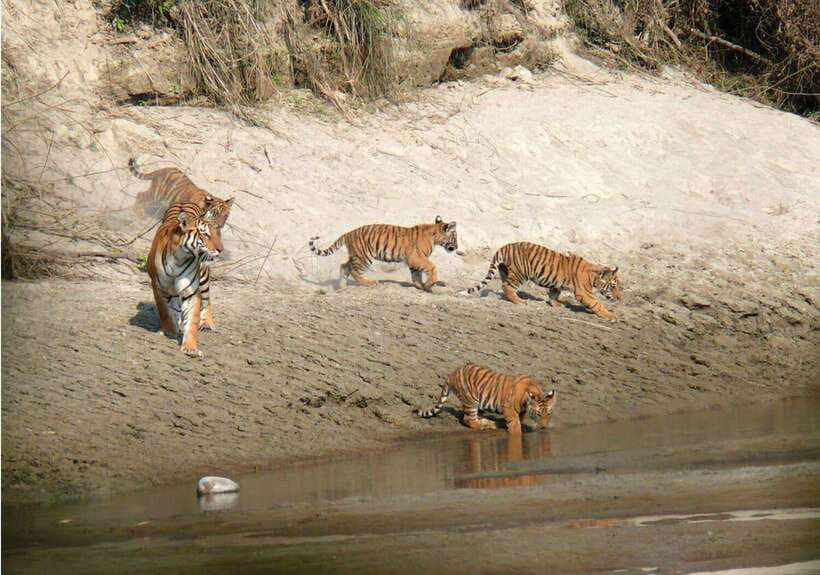 Chitwan National Park: Tower Night Stay with Nature Guide - Why a tower night changes the Chitwan experience