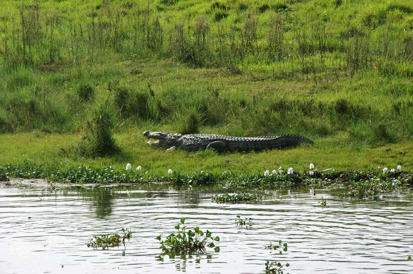Chitwan National Park: Tower Night Stay with Nature Guide - The guided jungle walk and sunset hour