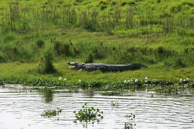 Chitwan National Park: Tower Night Stay with Nature Guide - What the $95 price really covers