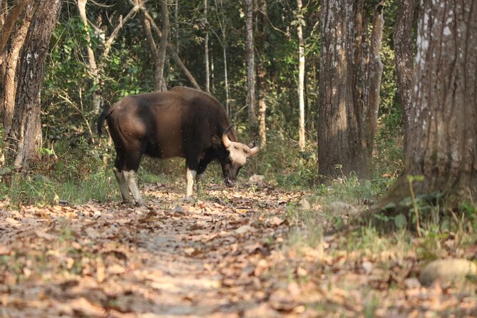 Day Walk(8-10h.) inside Chitwan National Park. - Starting at 6:30 am in Sauraha