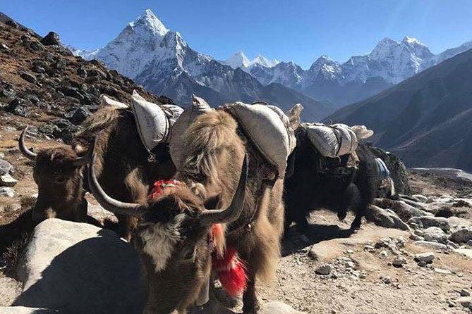 Everest Base Camp Trek 12 Days – Best Himalayan Adventure - Dingboche: acclimatization in the high valley