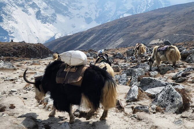 Everest Base Camp Trek from Kathmandu 12 Days - Five things to know before you book