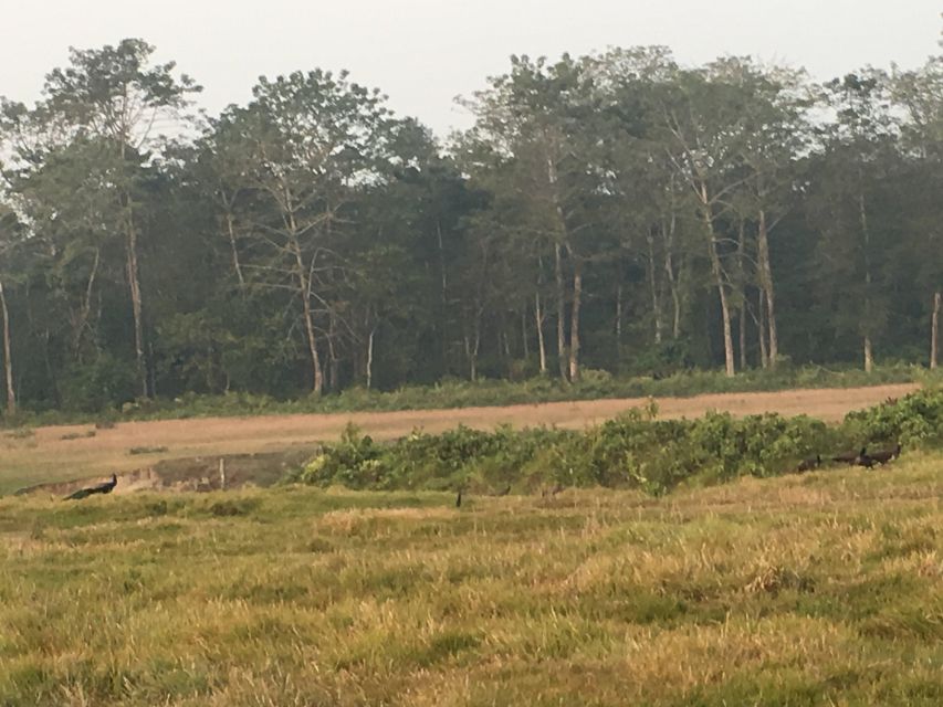From Chitwan: Full Day Jeep Safari in Chitwan National Park - The jeep ride through forest and grassland