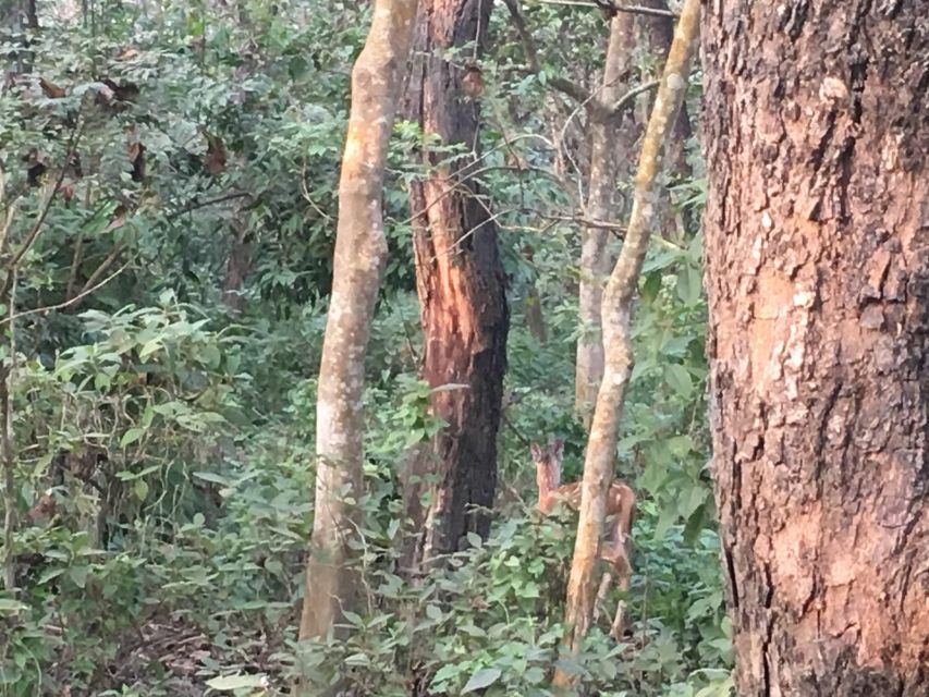 From Chitwan : Jeep Safari,Canoeing,Forest walk Day Tour - The short forest walk and its smaller discoveries