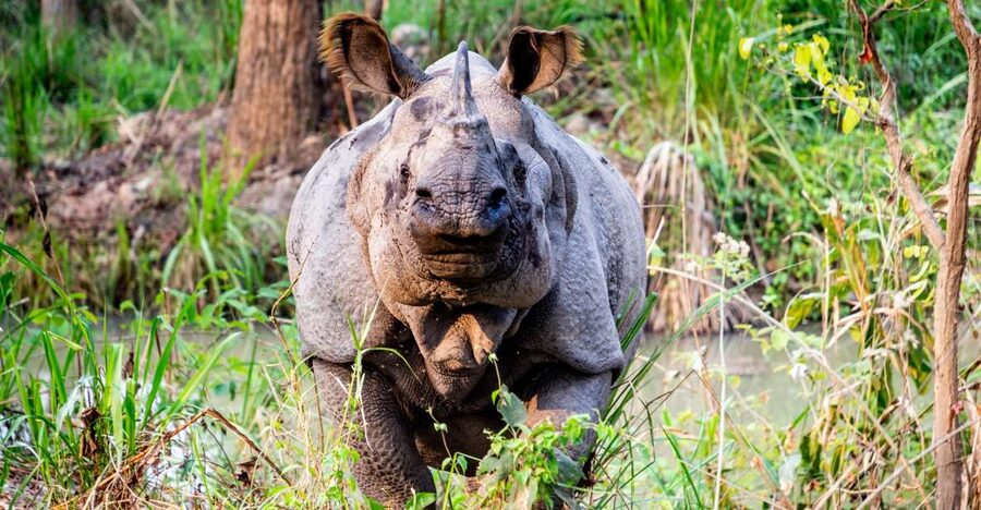 From Kathmandu: 3-Day Chitwan National Park & Elephants Tour - Key points to know before booking