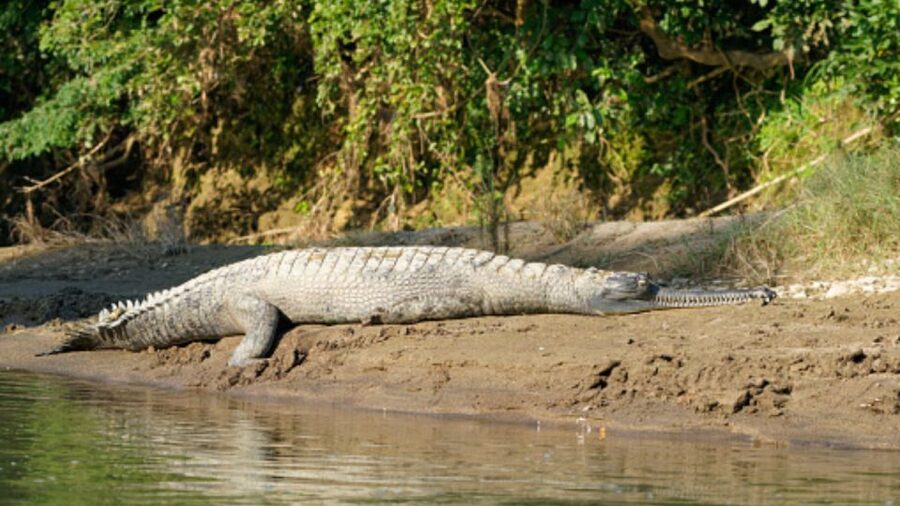 From Kathmandu: 3-Day Chitwan National Park & Elephants Tour - Day 2: Canoeing, jungle walking, and animal searches