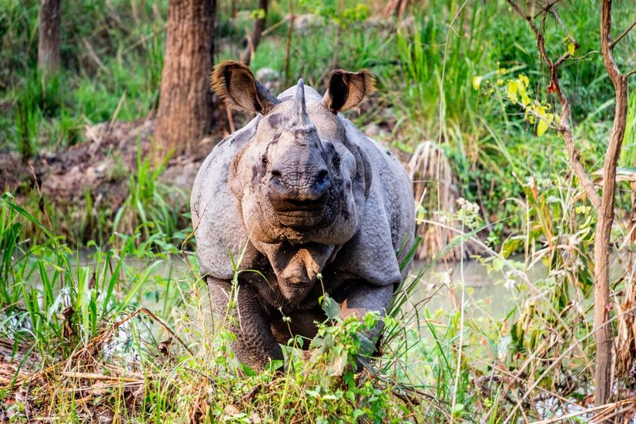 From Kathmandu: 3-Day Chitwan National Park & Elephants Tour - Day 1: The bus ride, Tharu culture, and sunset