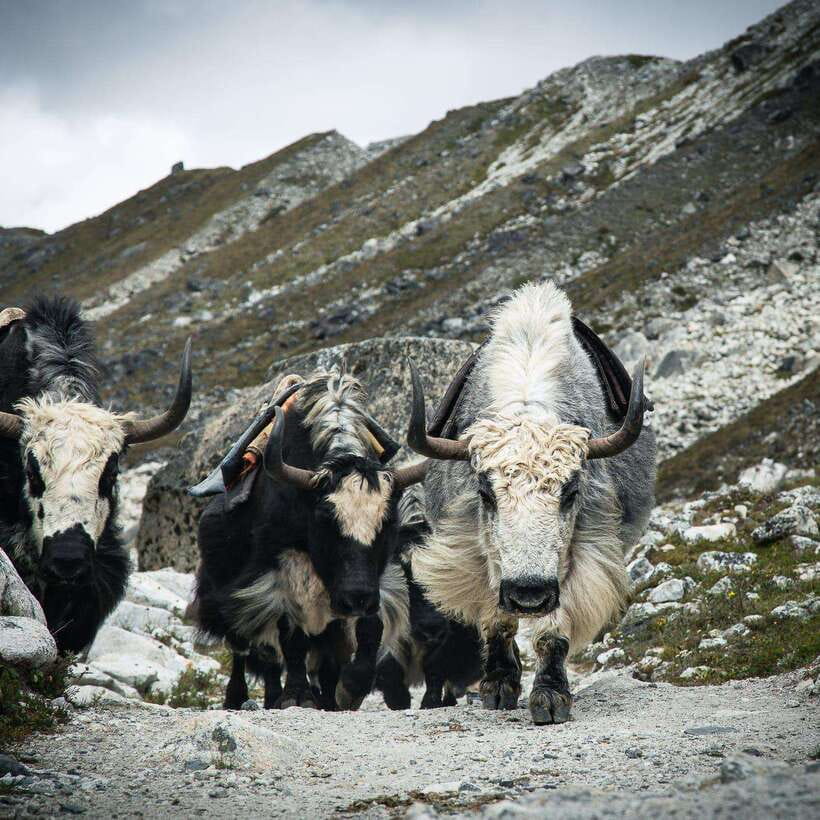 From Kathmandu: Guided Everest Base Camp Trek - Day 8: Gorak Shep and Everest Base Camp