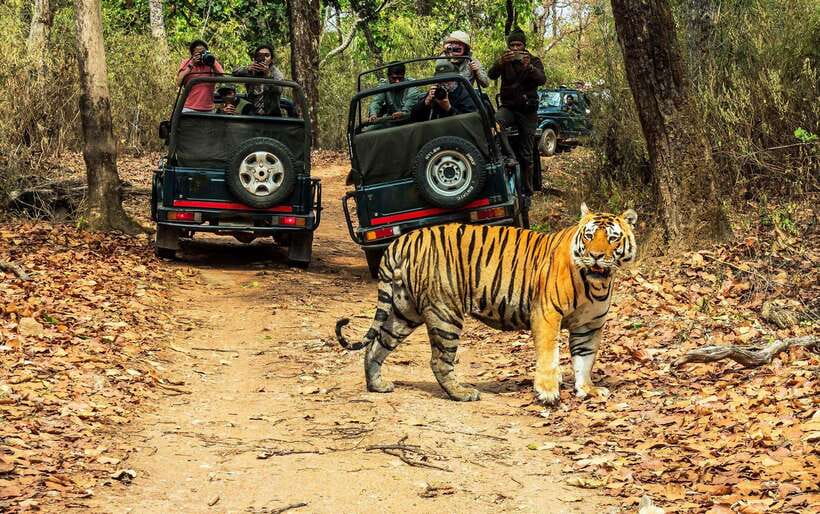 From Kathmandu/Pokhara: 2, 3, or 4-Day Chitwan Jungle Safari - Key points at a glance