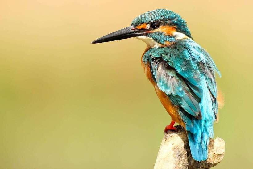 From Kathmandu/Pokhara: 2, 3, or 4-Day Chitwan Jungle Safari - The 2-day option: efficient, but tightly packed